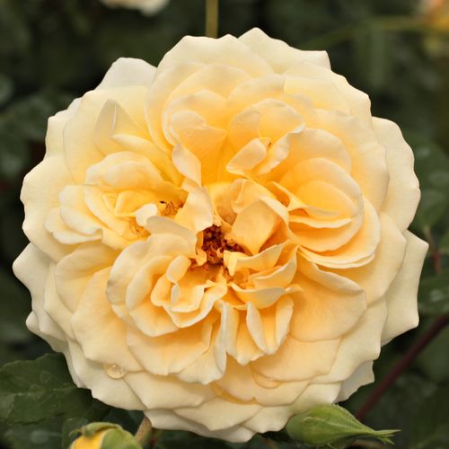Rozen bestellen en bezorgen - Rosa Rivedoux-plage™ - geel - roze - floribunda roos - geurloze roos - Dominique Massad - Zacht geurende, extragevulde bloemen die doen denken aan traditionele rozen.